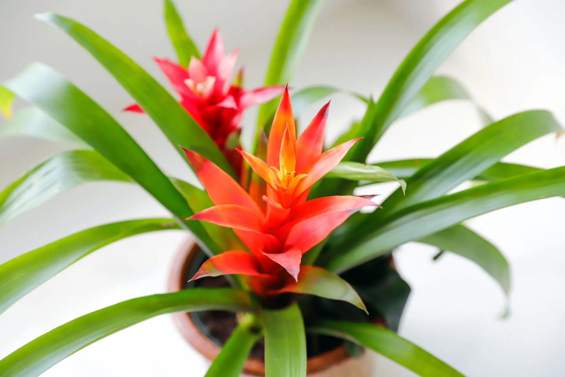 bromeliad care
