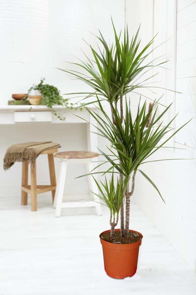 dracaena bamboo plant care
