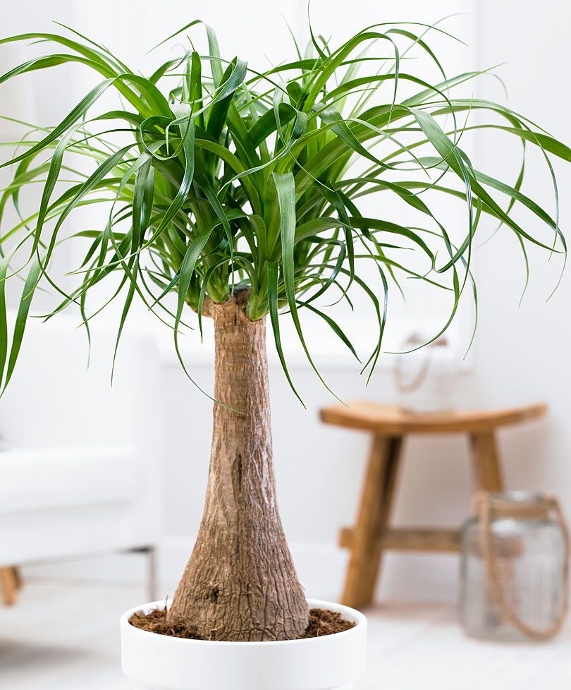 ponytail palm care|how big do ponytail palms get

