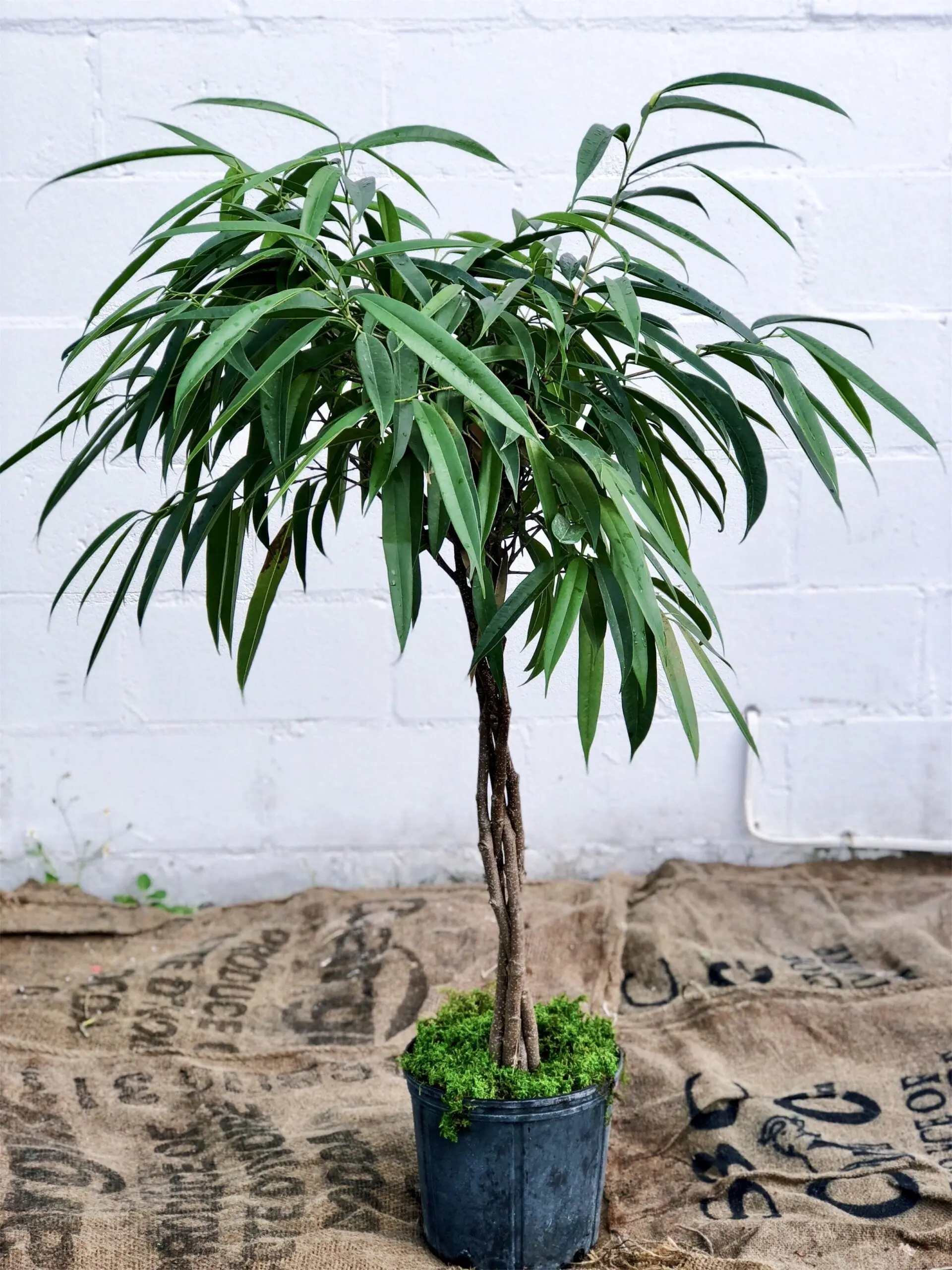 ficus alii tree
