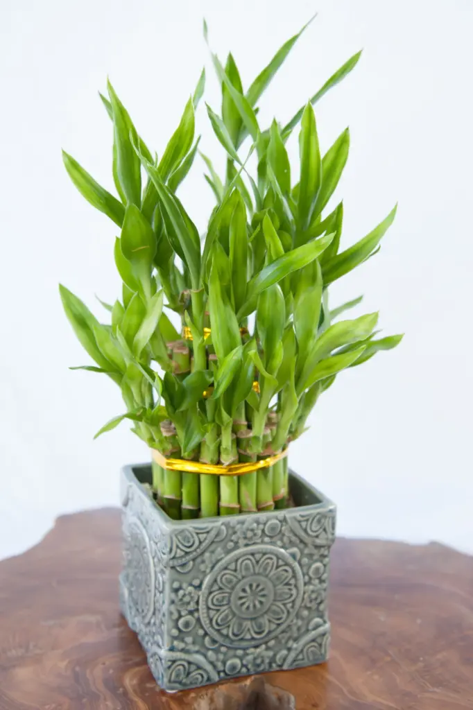 my bamboo is turning yellow
