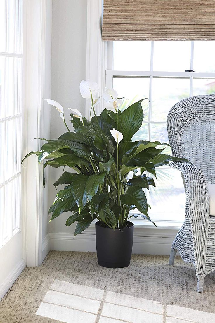 brown leaves on a peace lily
