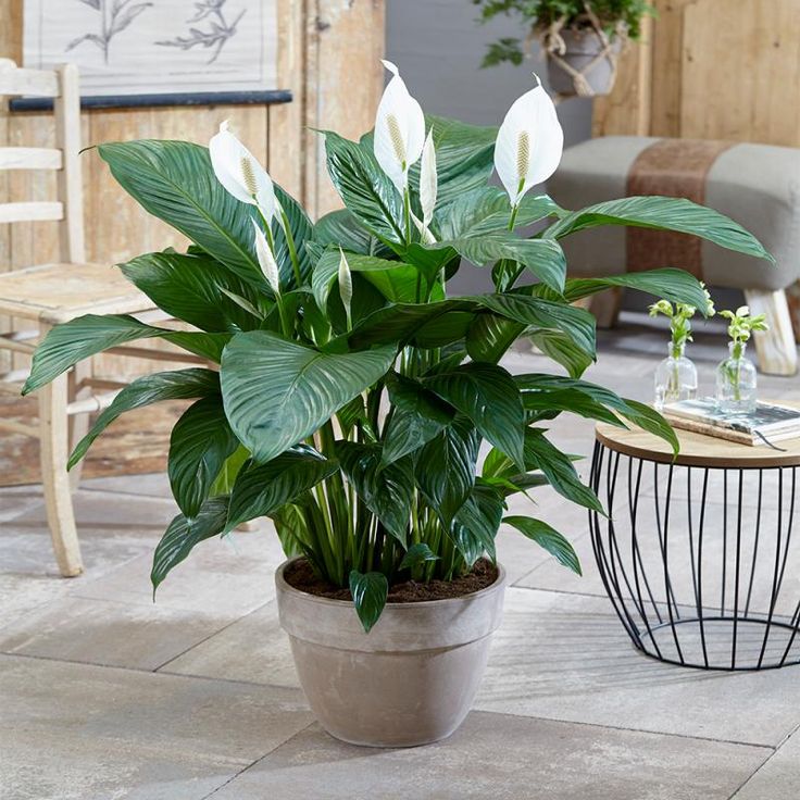 peace lily plant leaves turning brown
