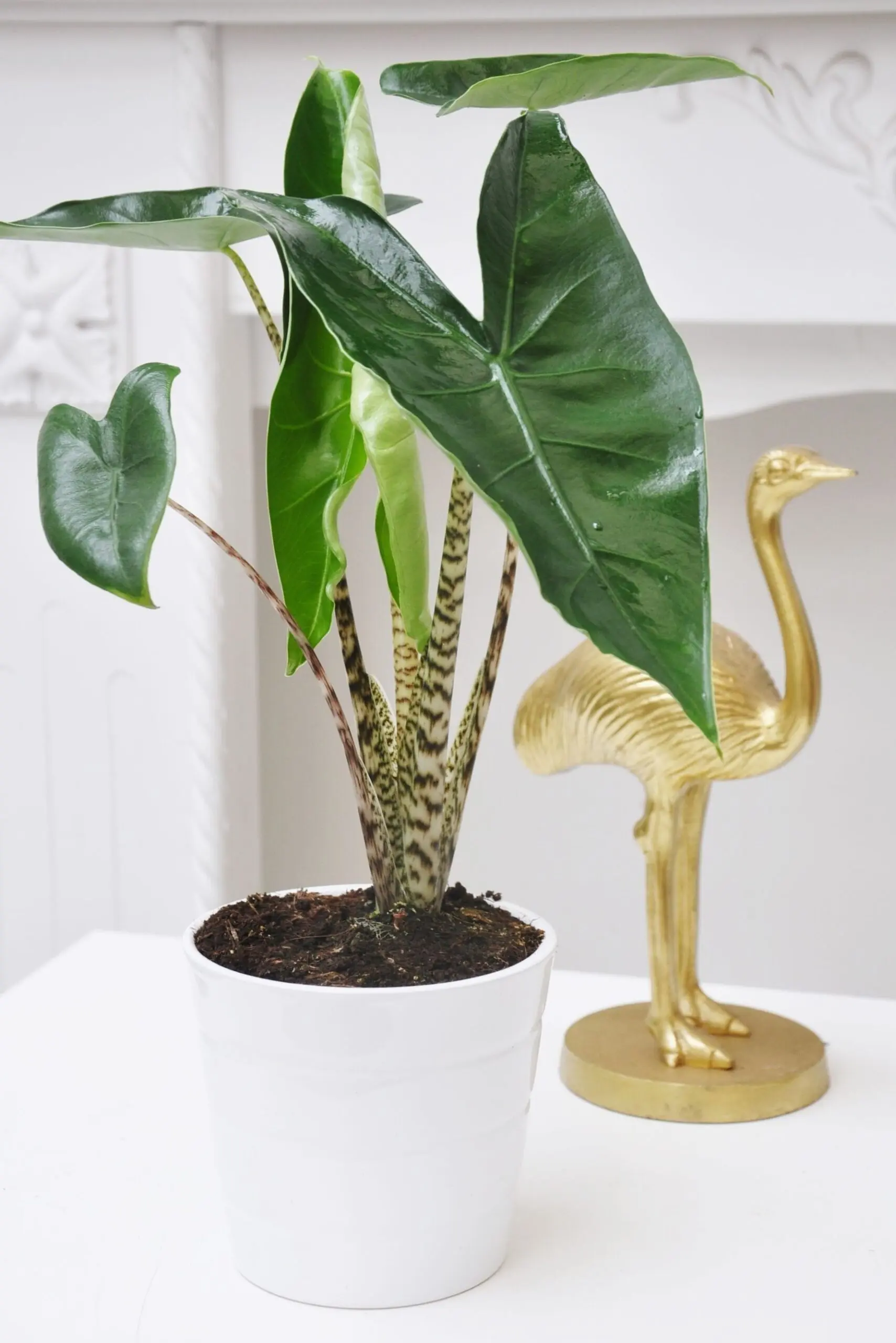 zebrina alocasia
