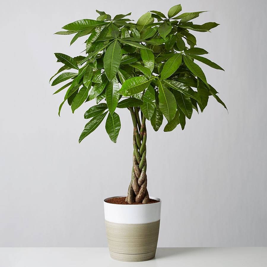 care instructions for money tree plant

