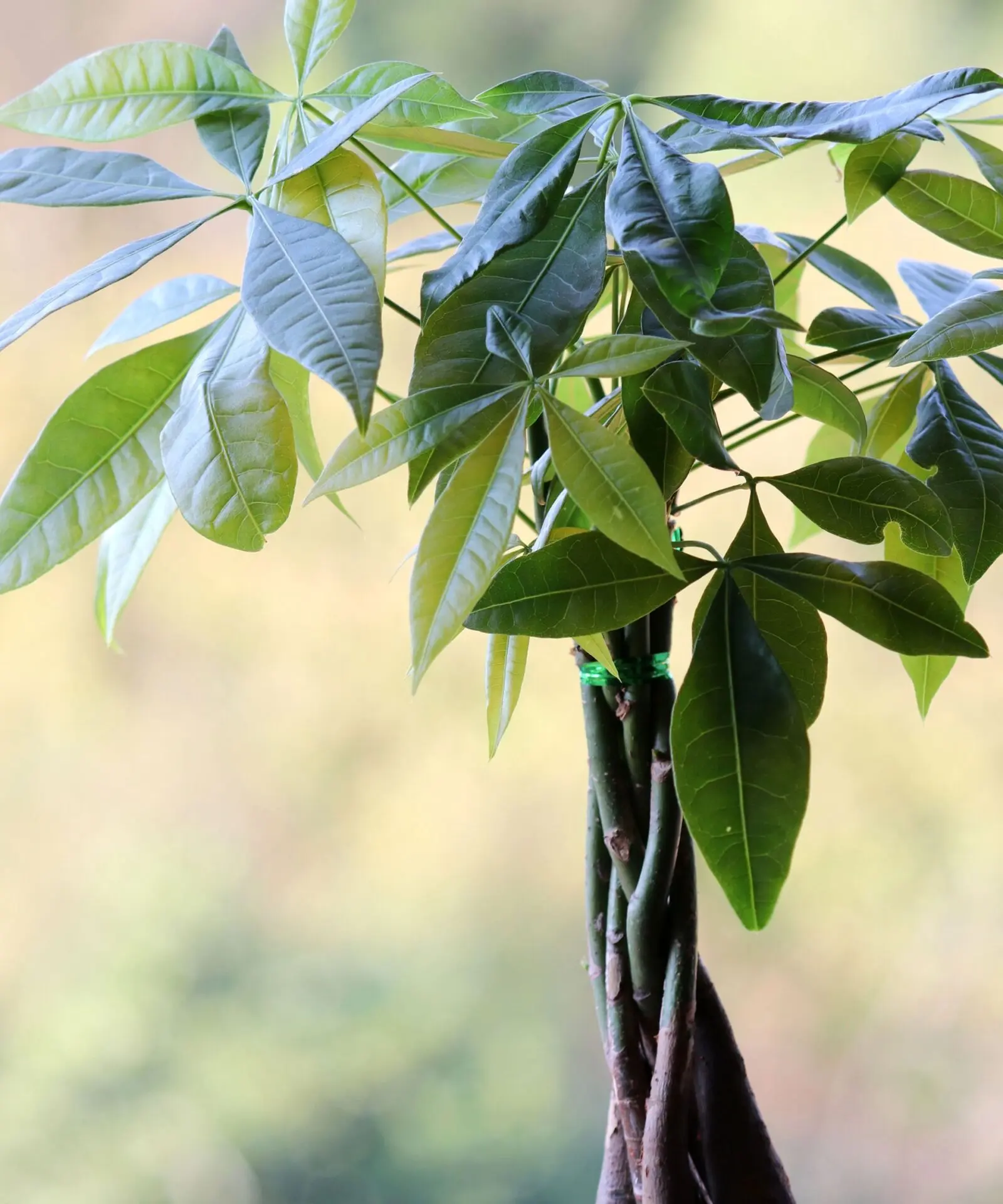 how to care for a money plant tree
