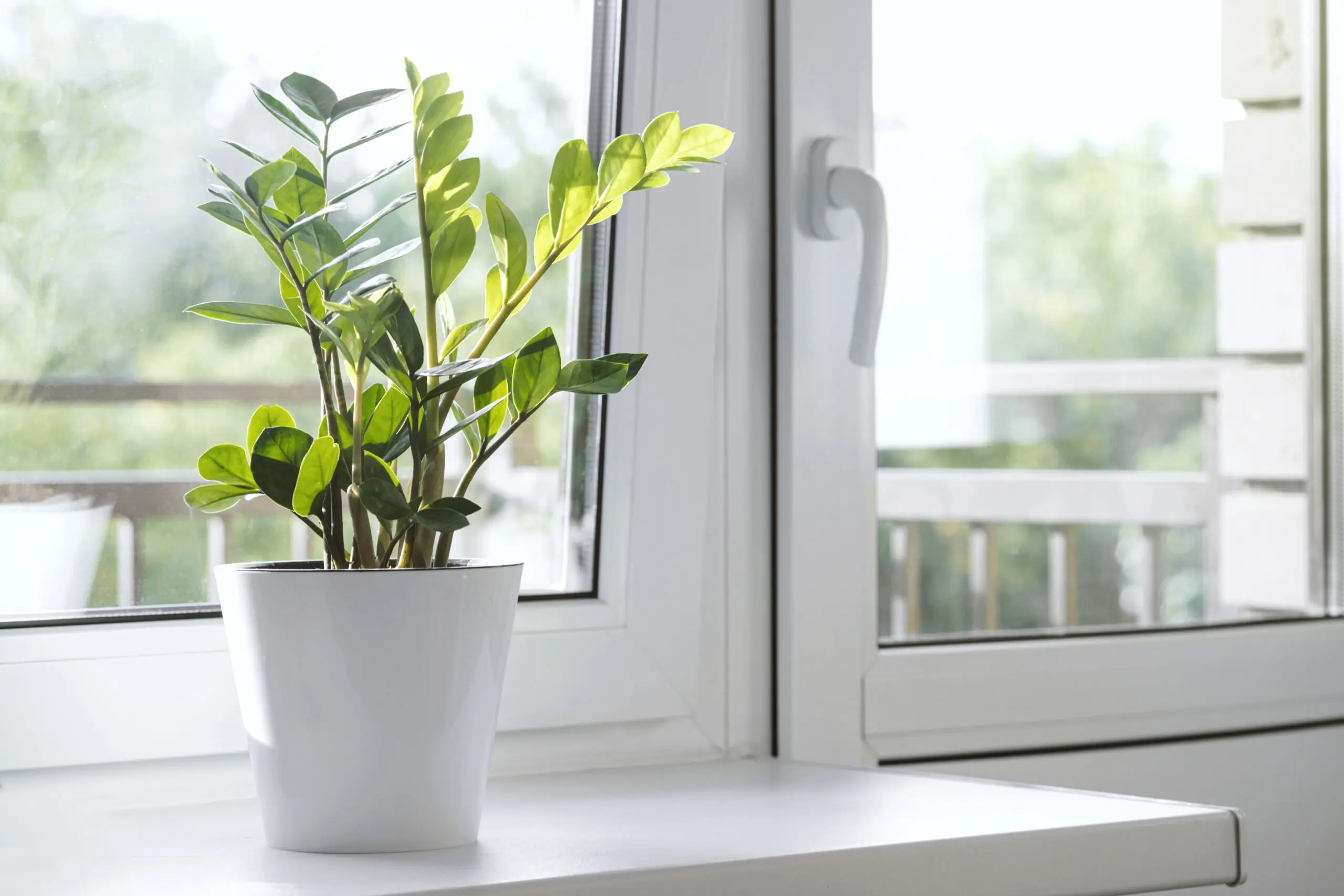 10+ Common Toxic Houseplants To Dogs : Beware! 7 houseplants poisonous to dogs