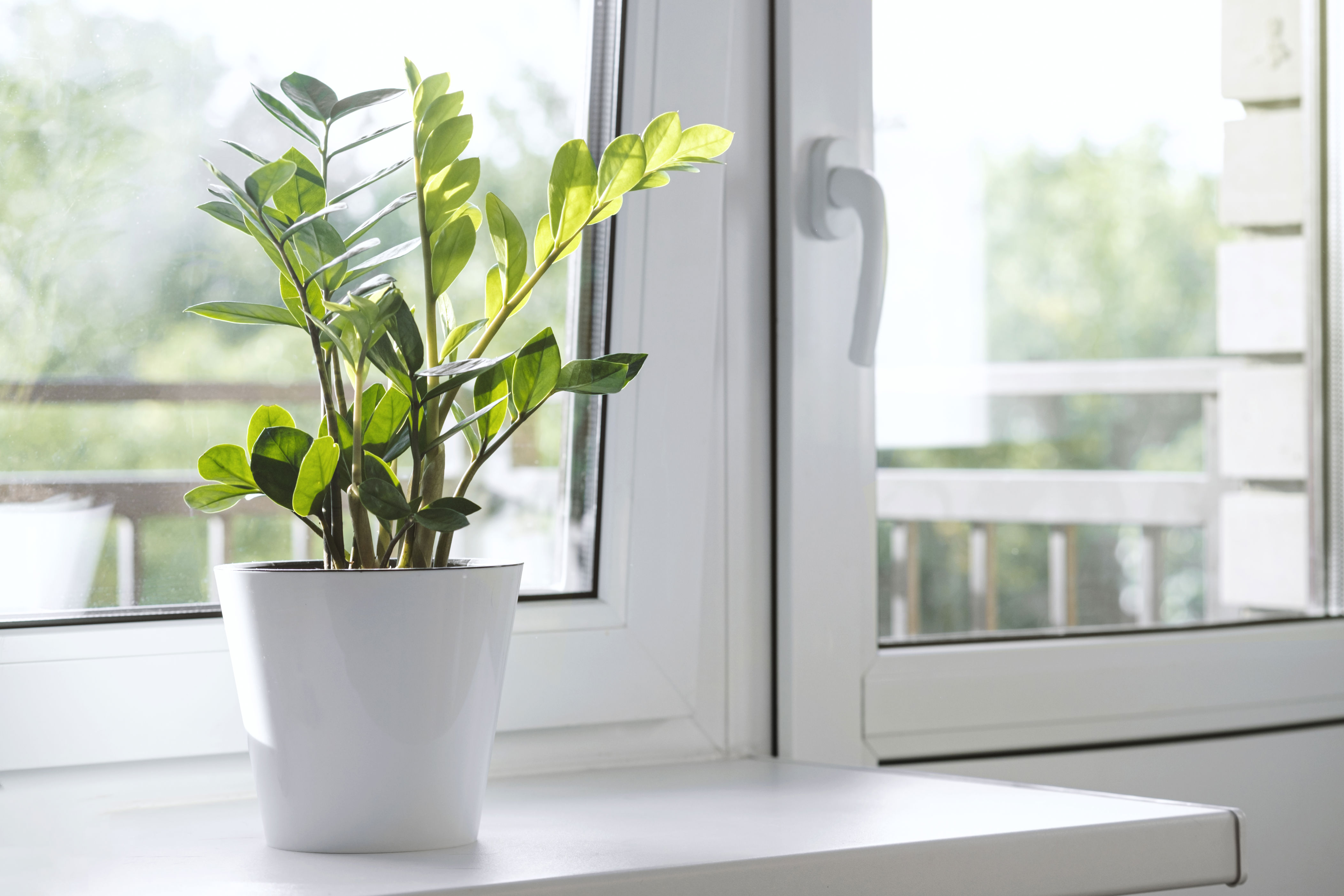 houseplants poisonous to dogs
