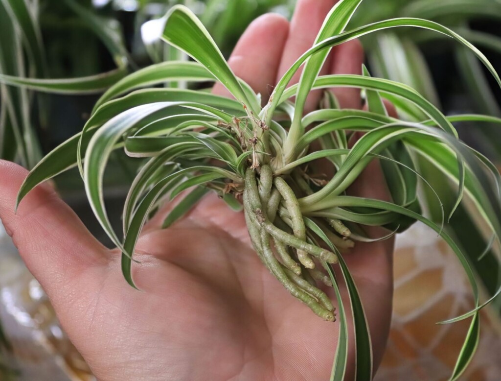Airplane Plant Care: Ultimate Indoor Growing Guiding 8 How To Propagate a Spider Plant