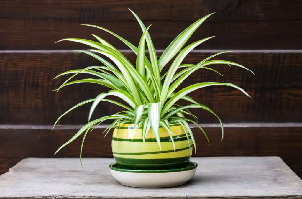 Airplane Plant Care: Ultimate Indoor Growing Guiding 6 how do you take care of a spider plant