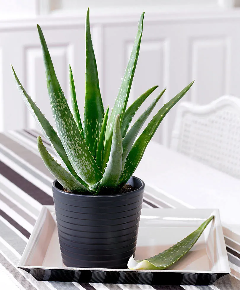 indoor plants toxic to dogs| Aloe Vera Plant
