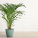 Areca Plant Care: How To Grow and Care for It