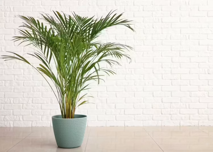 Areca Plant Care: How To Grow and Care for It
