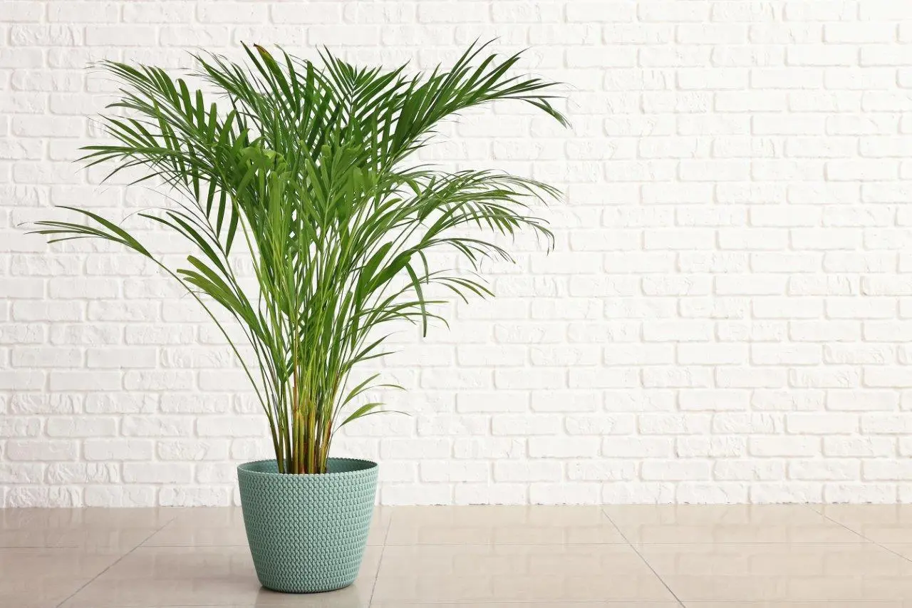 Areca Plant Care: How To Grow and Care for It