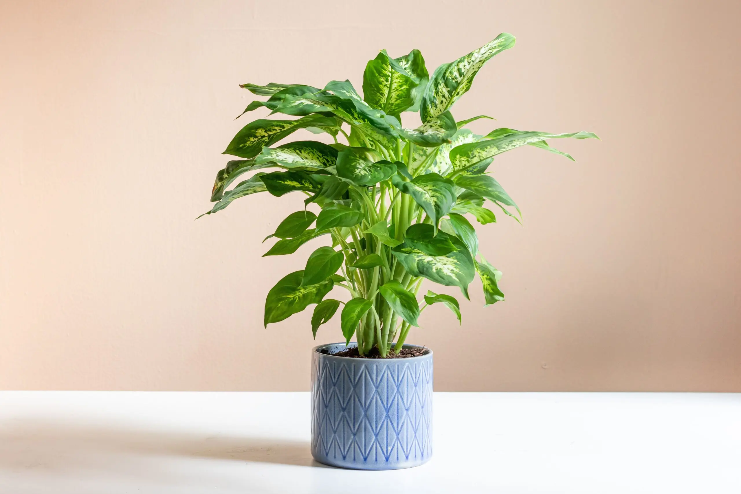 10+ Common Toxic Houseplants To Dogs : Beware! 2 House Plants Toxic To Dogs| Dieffenbachia (Dumb Cane)