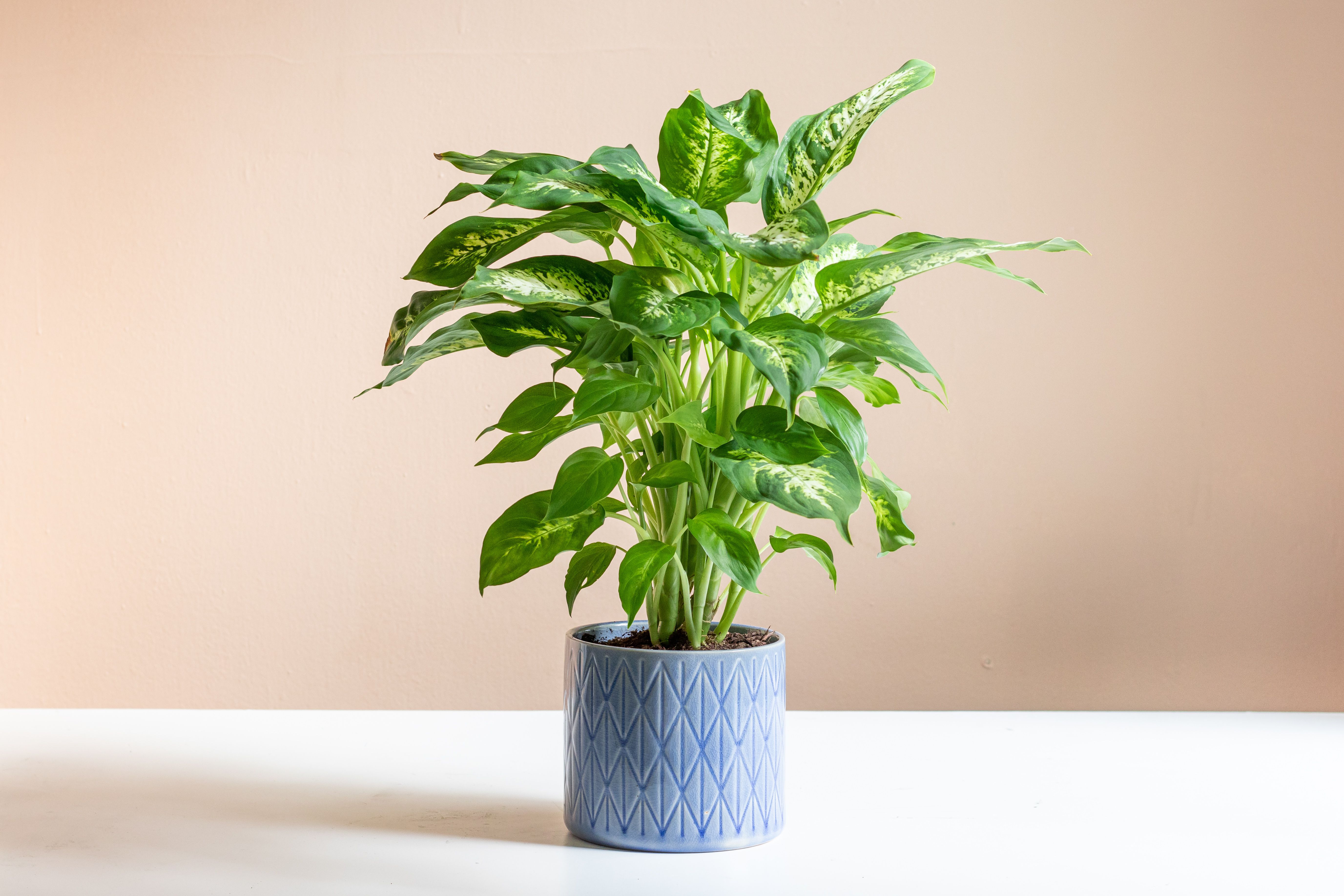 House Plants Toxic To Dogs| Dieffenbachia (Dumb Cane)