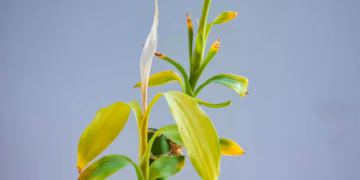 Why Is Bamboo Turning Yellow And How To Fix It ?