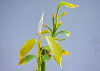 Why Is Bamboo Turning Yellow And How To Fix It ?