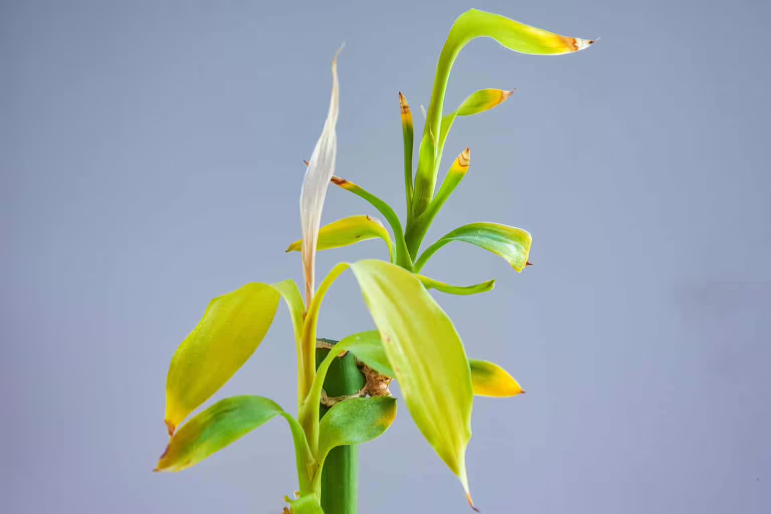 Why Is Bamboo Turning Yellow And How To Fix It ?