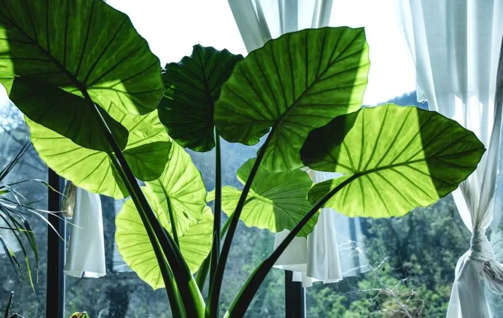 care for elephant ear plant indoors
