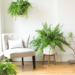 Indoor Fern Care: The Best Must-Know Caring Tips 23 Indoor Fern care