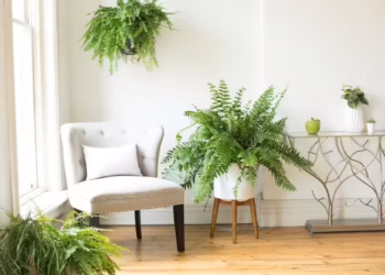 Indoor Fern care