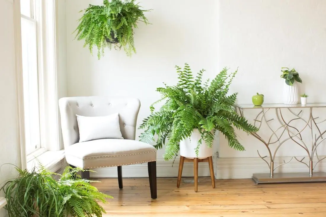 Indoor Fern care