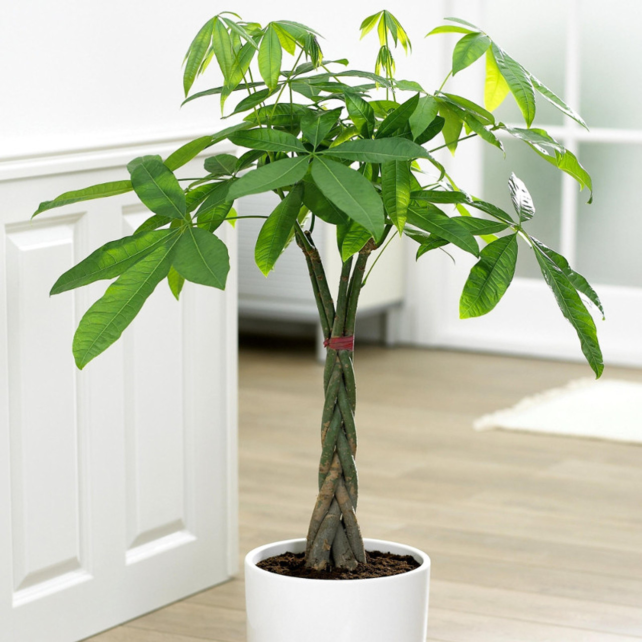 how to care for the money tree plant

