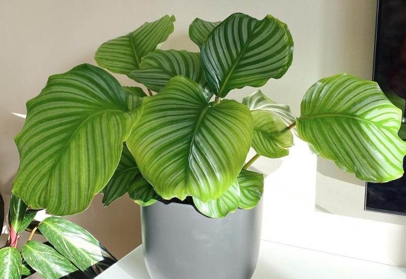 calathea orbifolia light requirements
