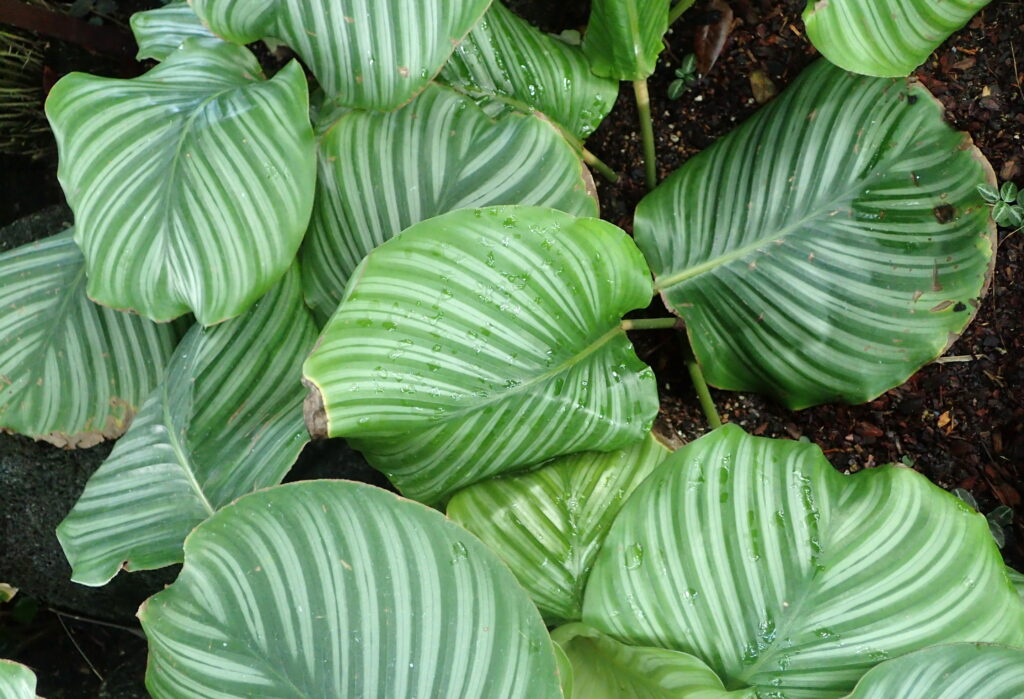 Calathea Orbifolia Plant Care