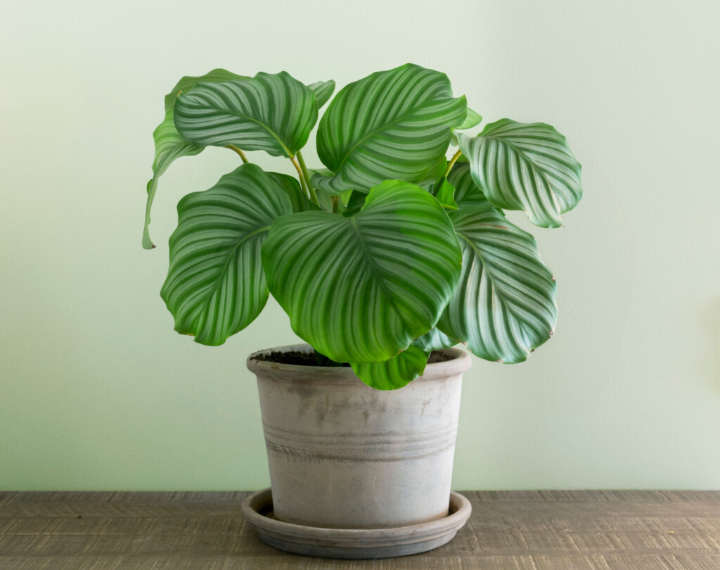 Calathea Orbifolia Care 