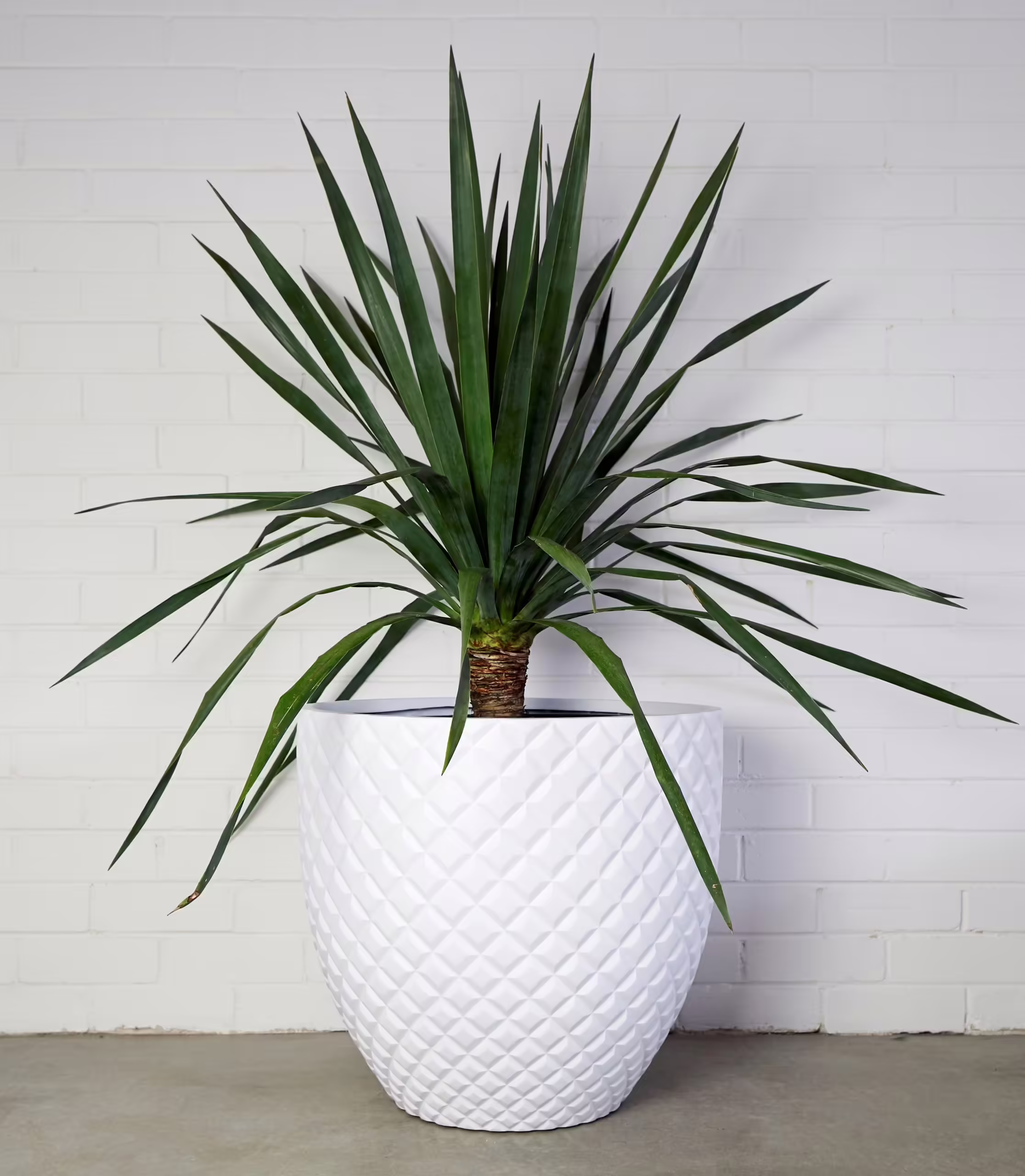 Dragontree Care| Dracaena Draco