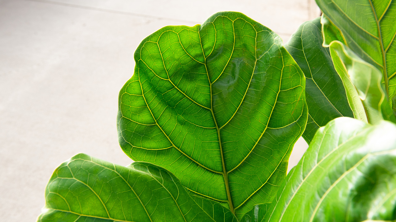 care for fiddle leaf ficus| Fiddle Fig Plant Care