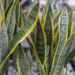 Snake Plant Turning Yellow: All The Causes And How To Fix It 29 snake plant leaves turning yellow