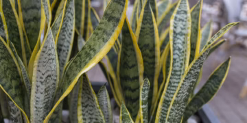 snake plant leaves turning yellow