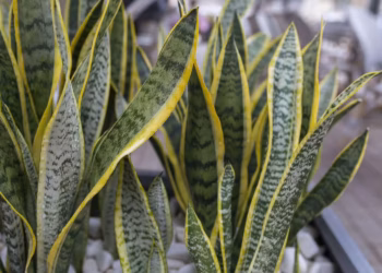 snake plant leaves turning yellow