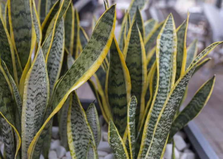 snake plant leaves turning yellow