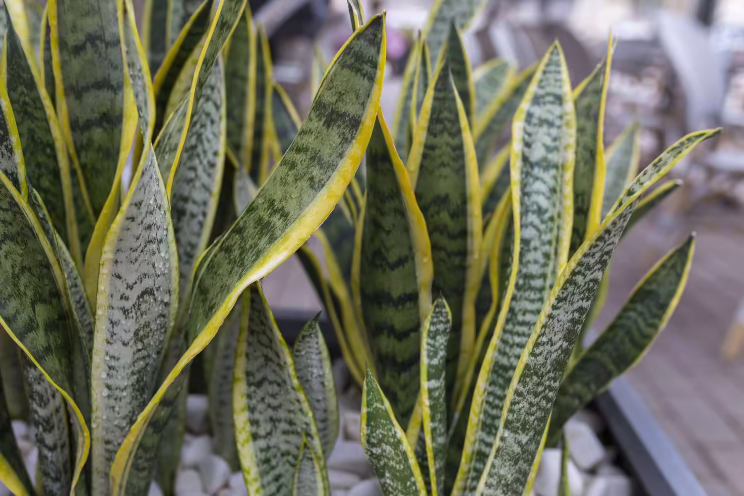 snake plant leaves turning yellow