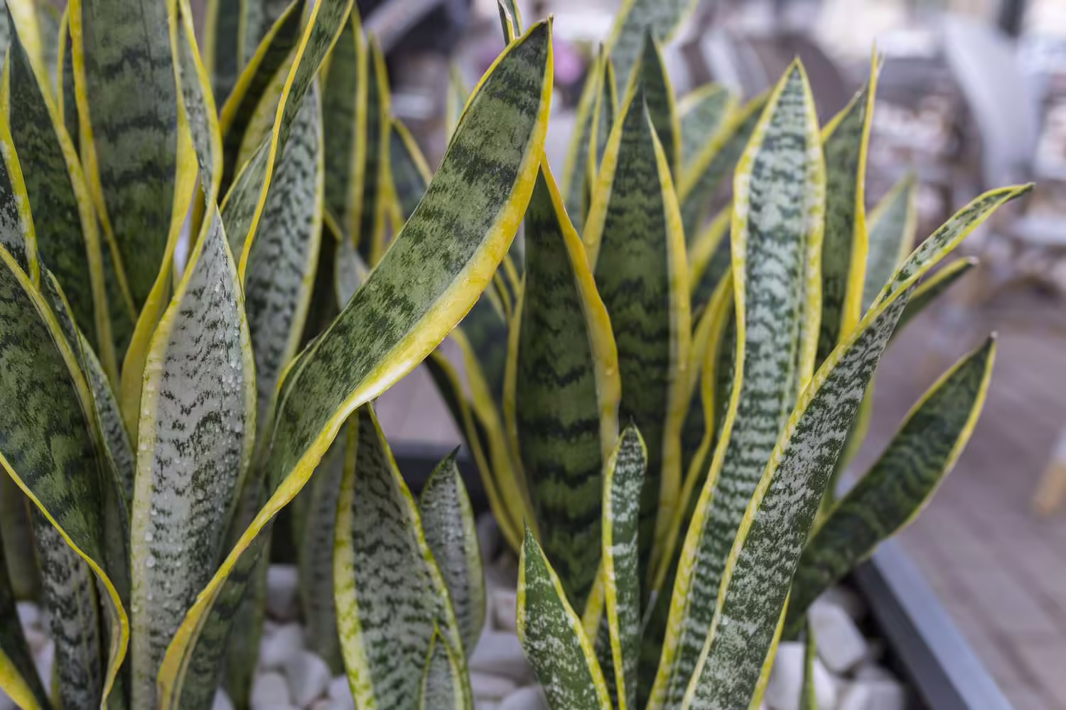 snake plant leaves turning yellow