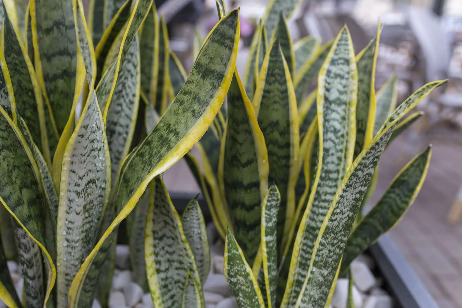 snake plant leaves turning yellow