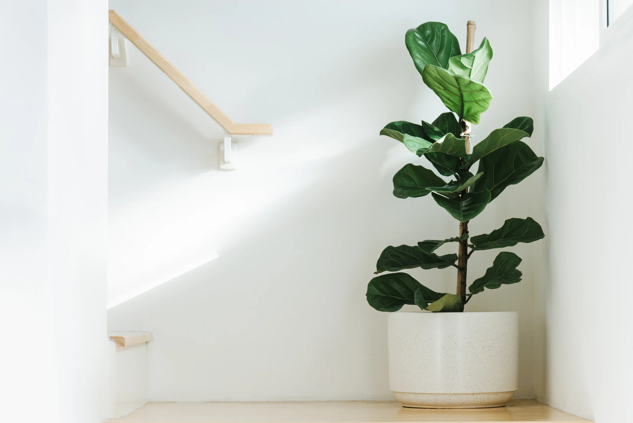 fiddle leaf fig care
