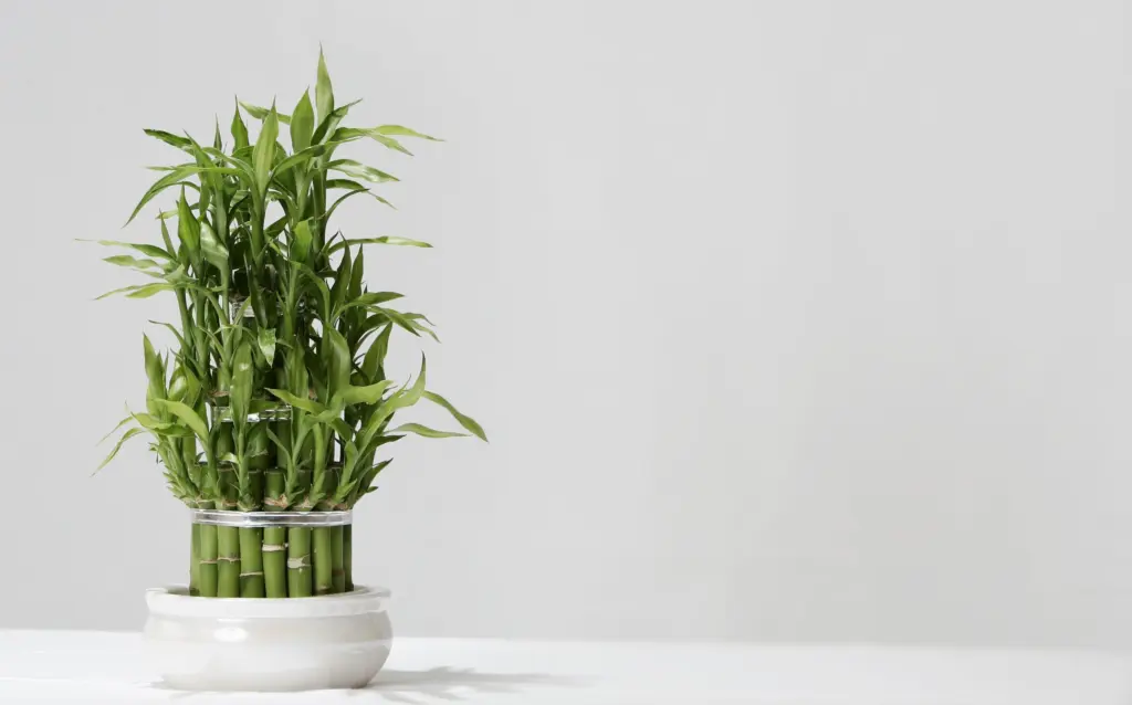 dracaena bamboo plant care