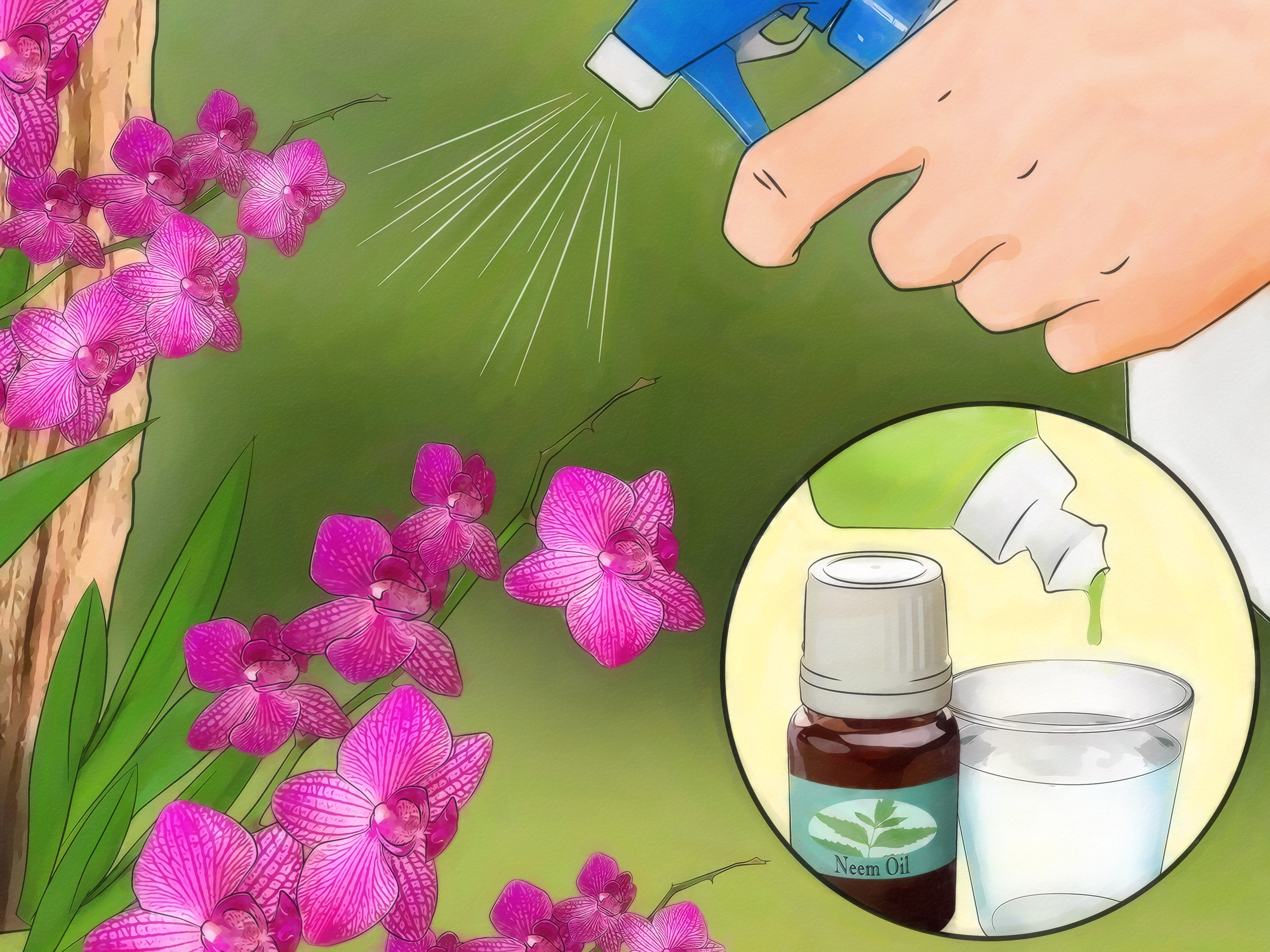how to take care of an orchid plant

