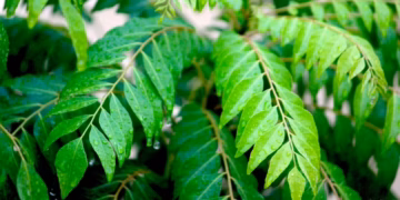 How To Grow A Curry Leaf
