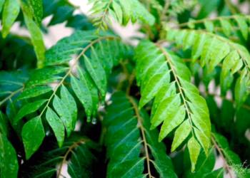 How To Grow A Curry Leaf