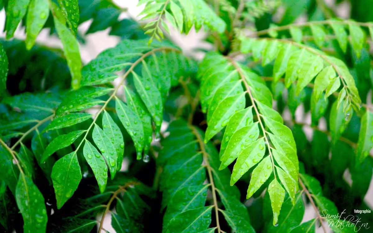 How To Grow A Curry Leaf