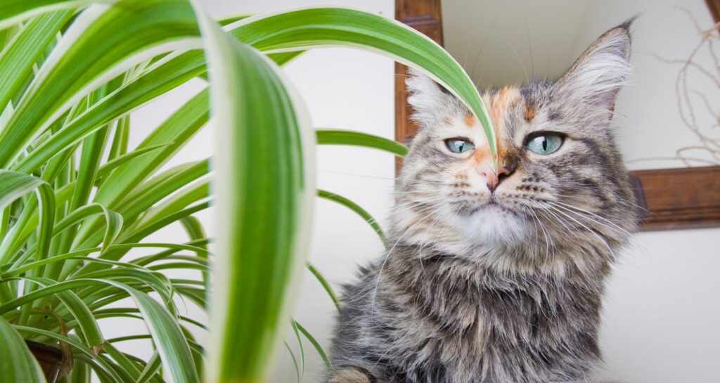 Is Dracaena Toxic to Cats?