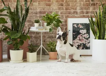 House Plants Toxic To Dogs
