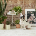 10+ Common Toxic Houseplants To Dogs : Beware! 25 House Plants Toxic To Dogs