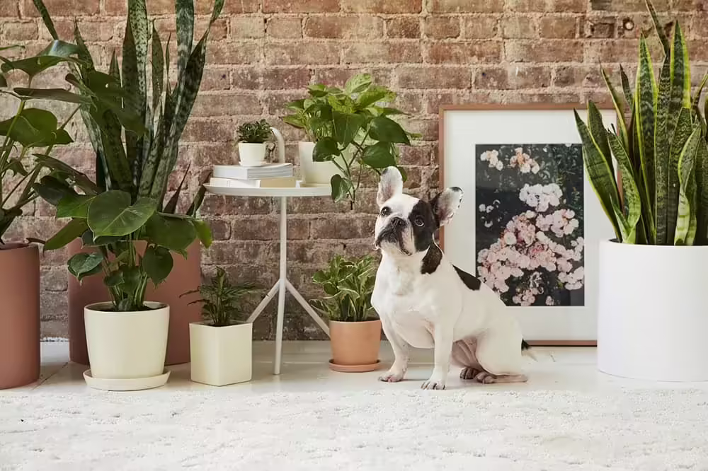House Plants Toxic To Dogs